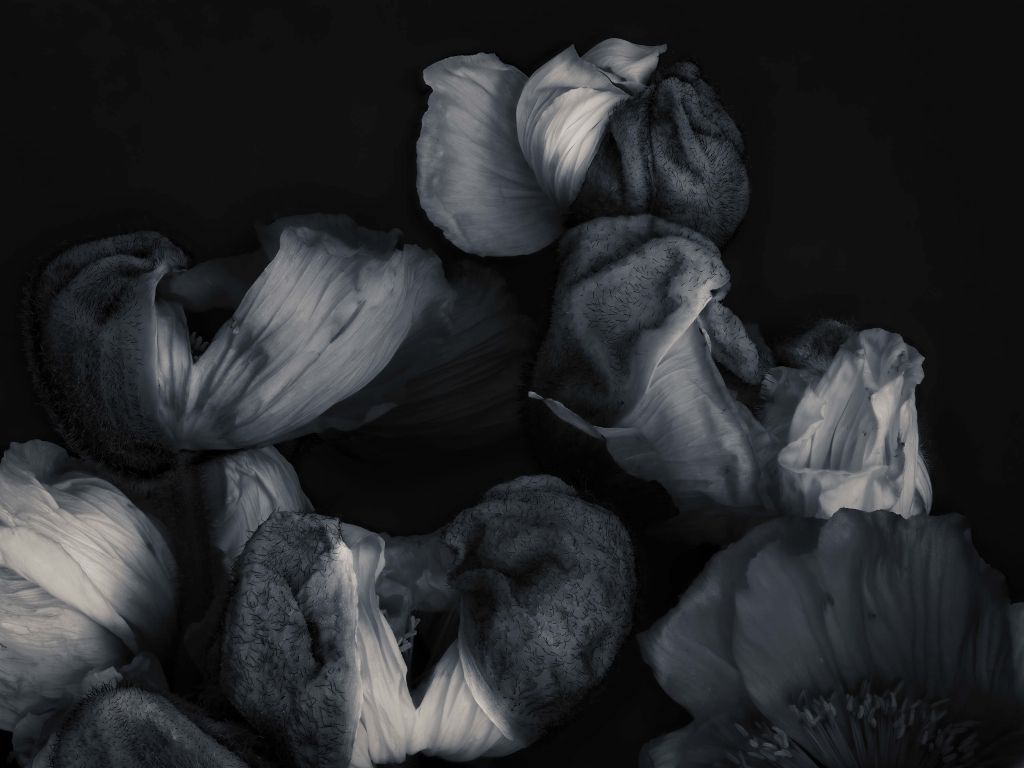 Amapolas en blanco y negro