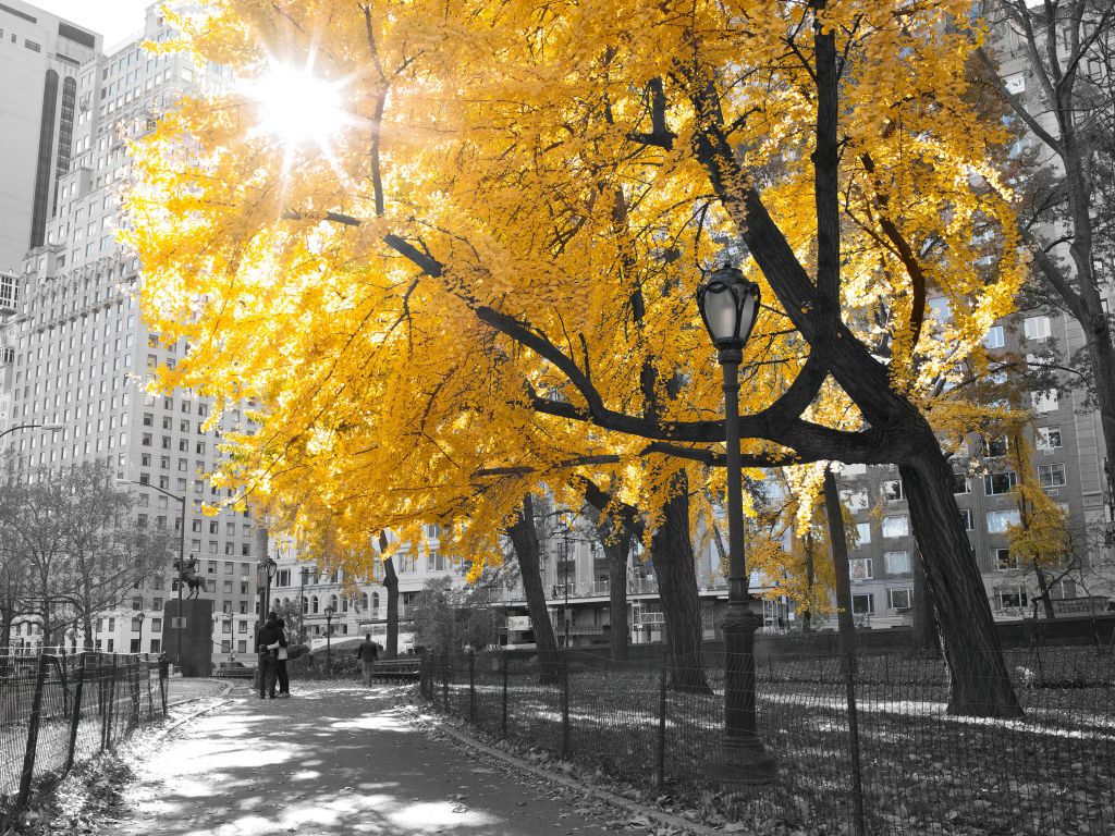 Un camino a través de Central Park