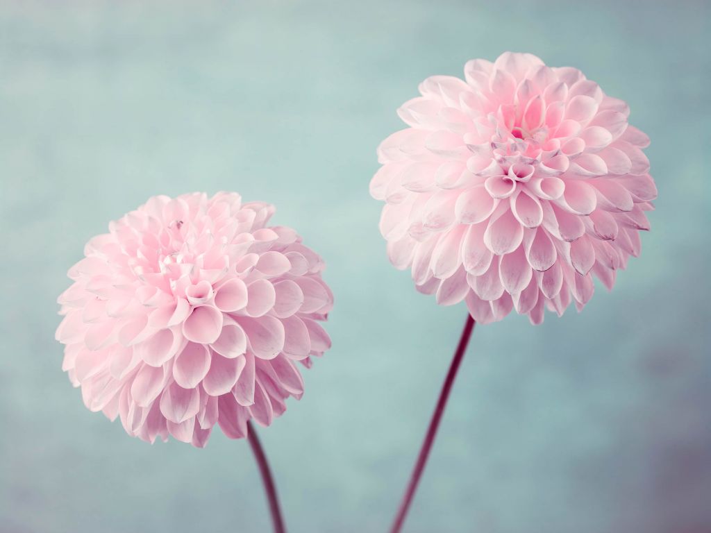 Dos flores de Dalia