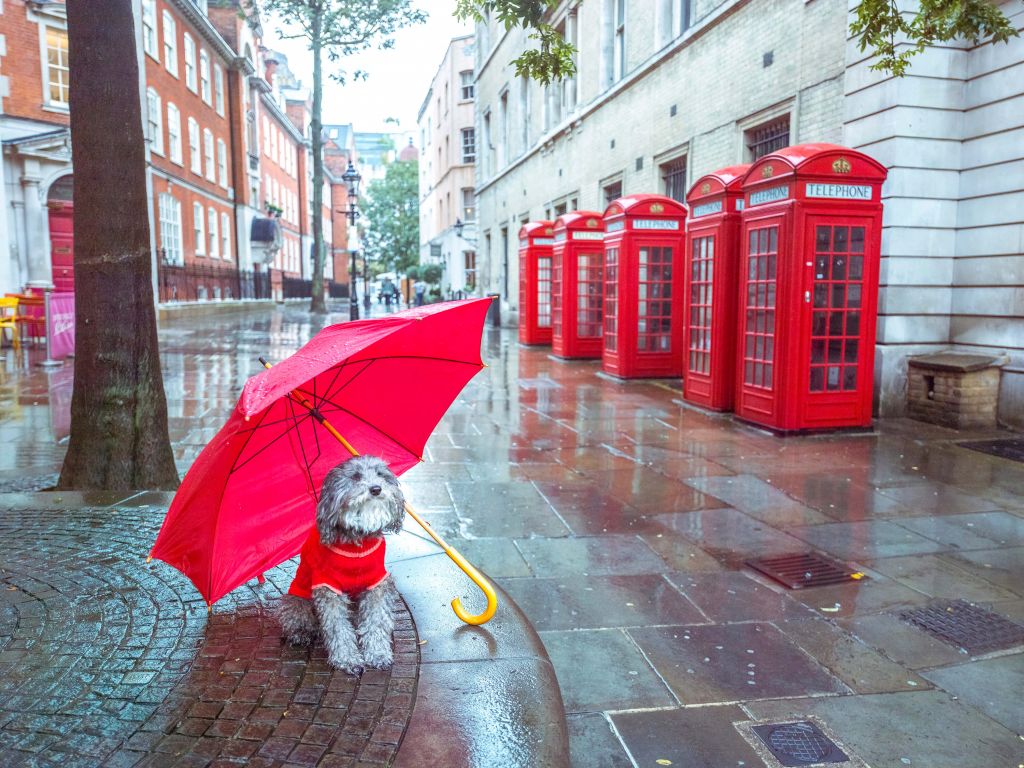 Perro con paraguas