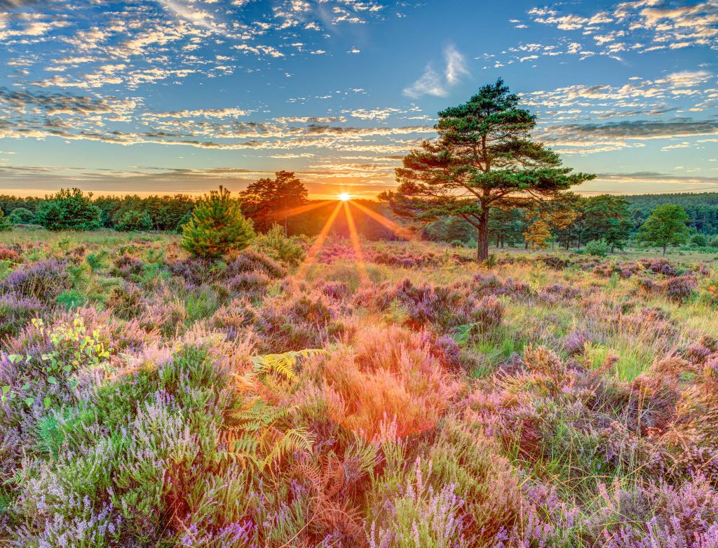 Puesta de sol en el campo