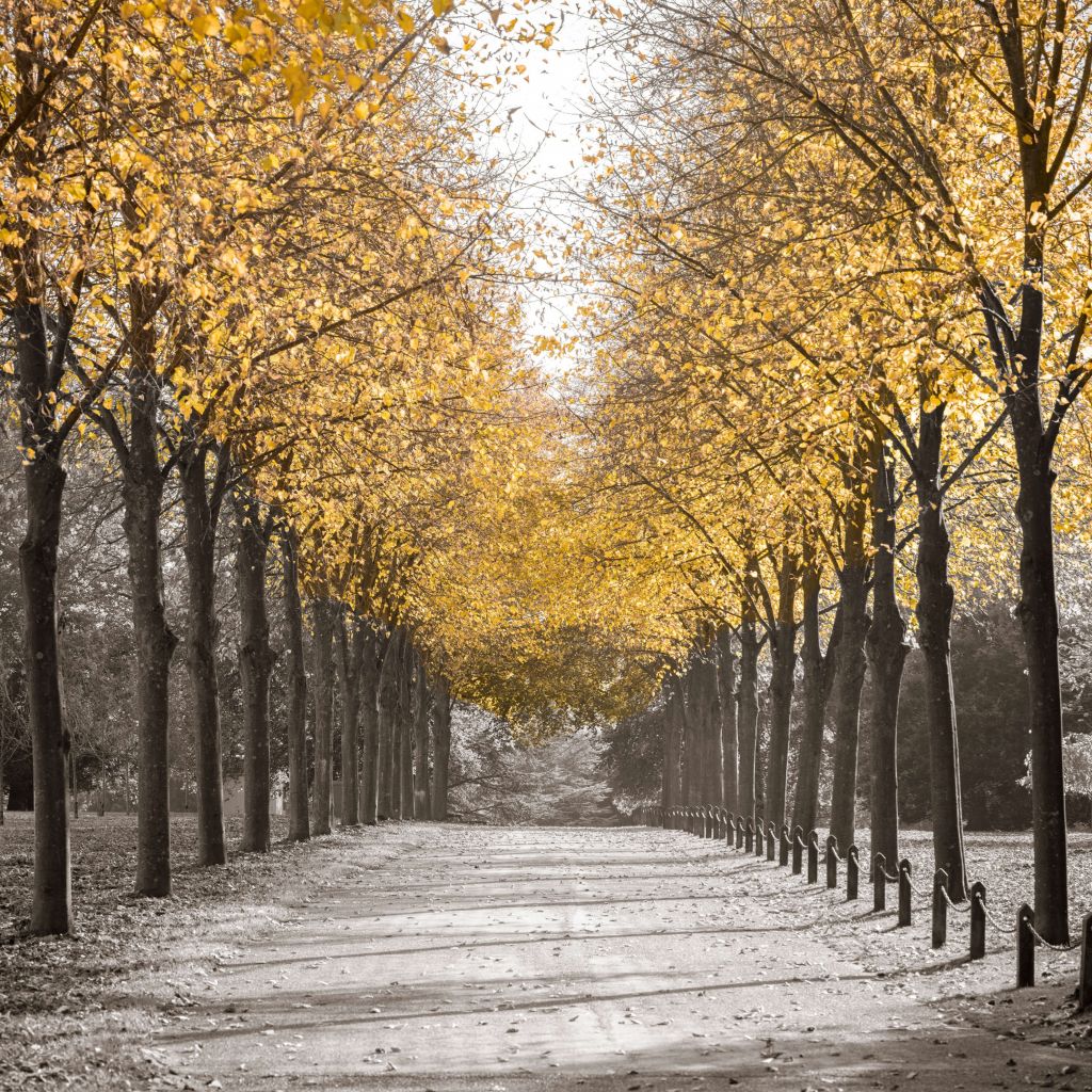 Camino entre los árboles