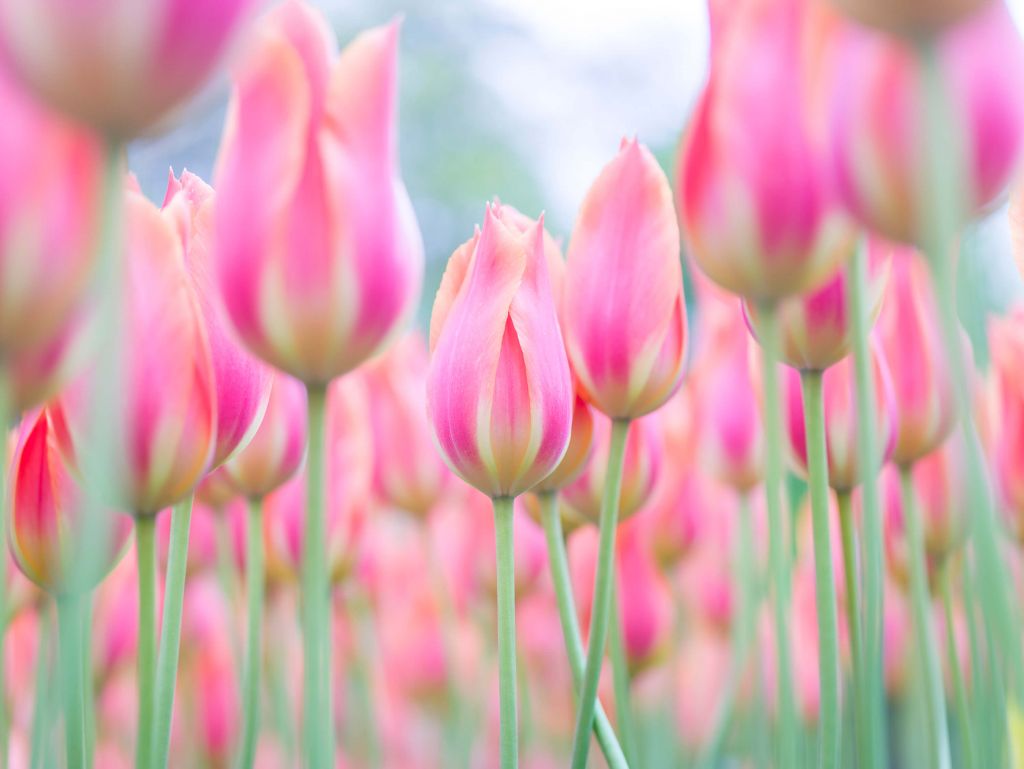 Primer plano de tulipanes rosas