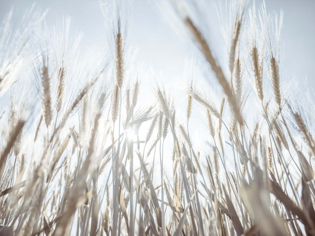 Rayos de sol a través del grano