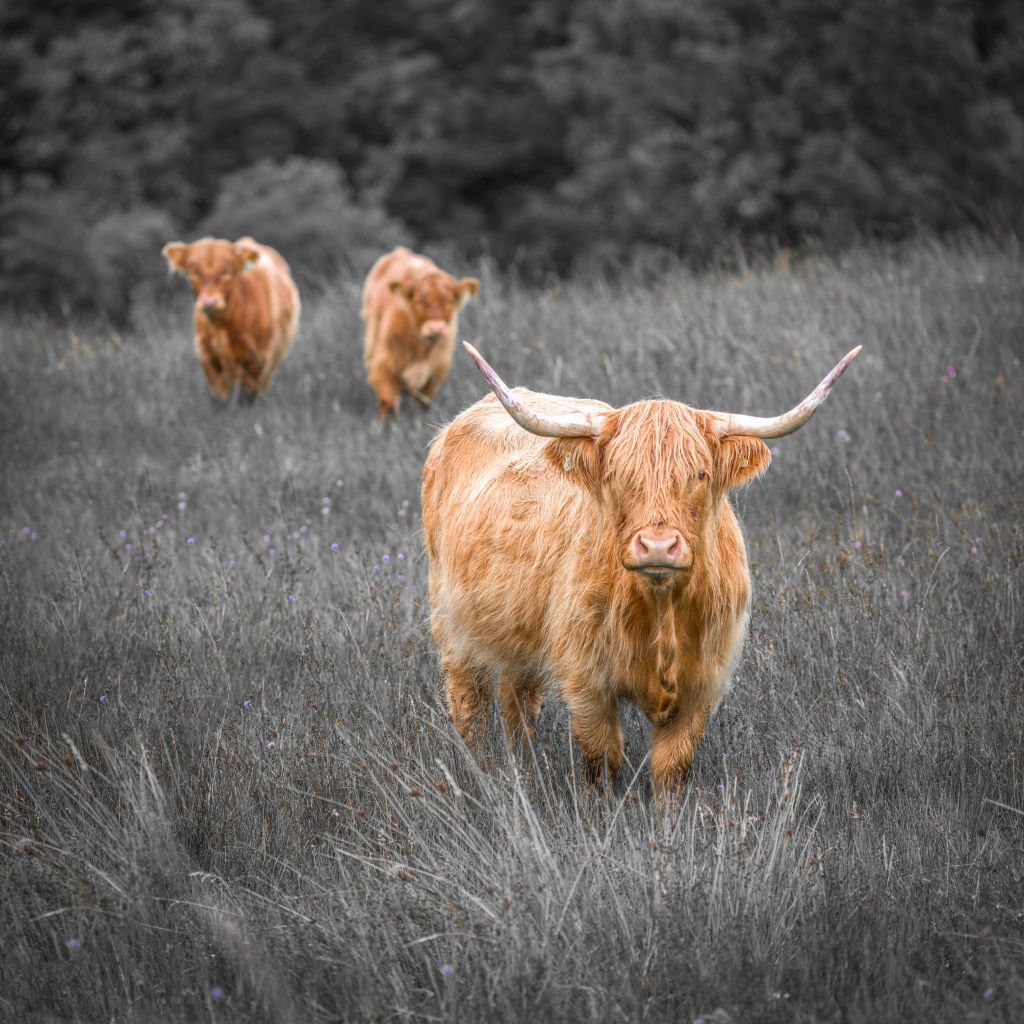 Vacas cerca del bosque