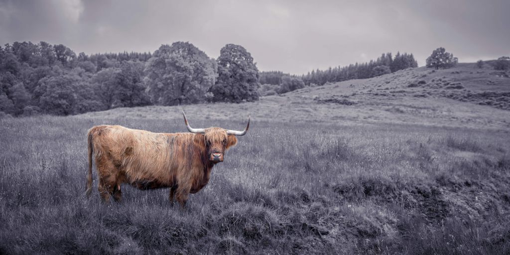 Vaca de pie