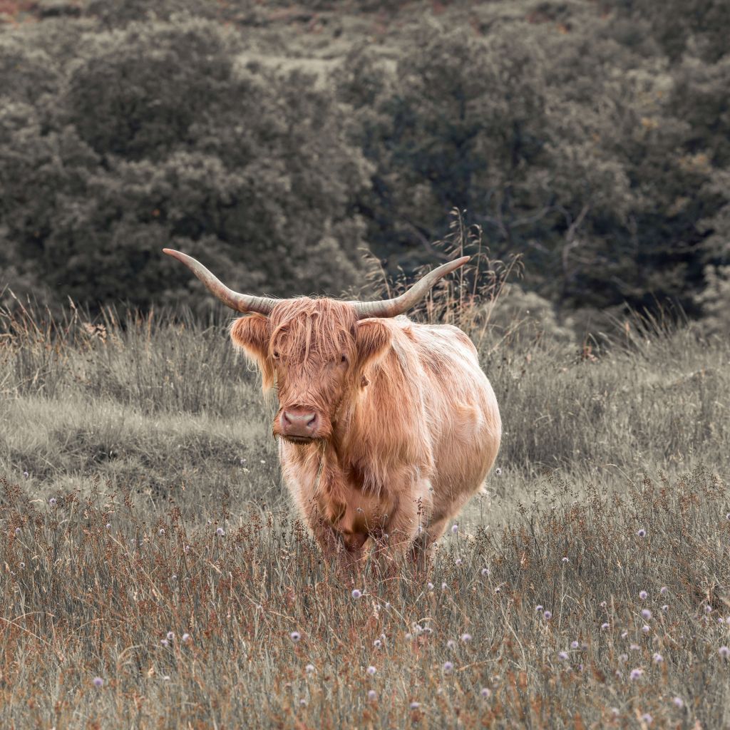 Vaca escocesa en un campo