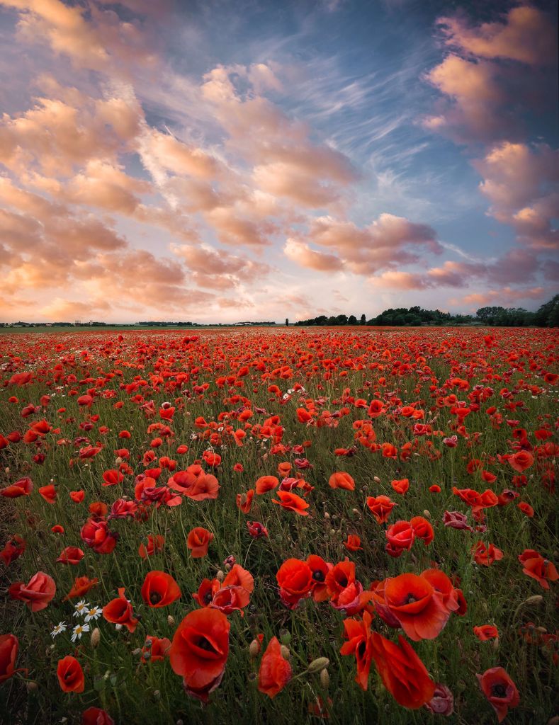 Campo de amapolas en Suecia