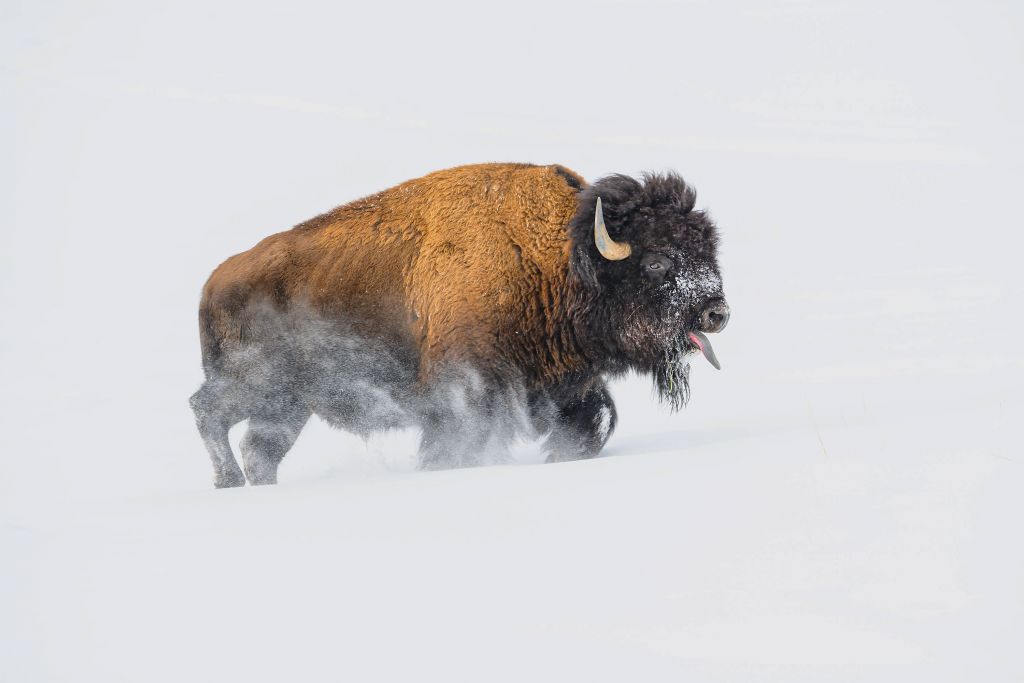 Bisonte en la nieve