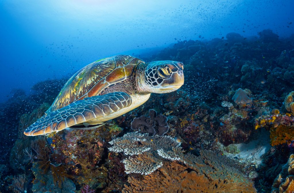 Tortuga verde de Raja Ampat