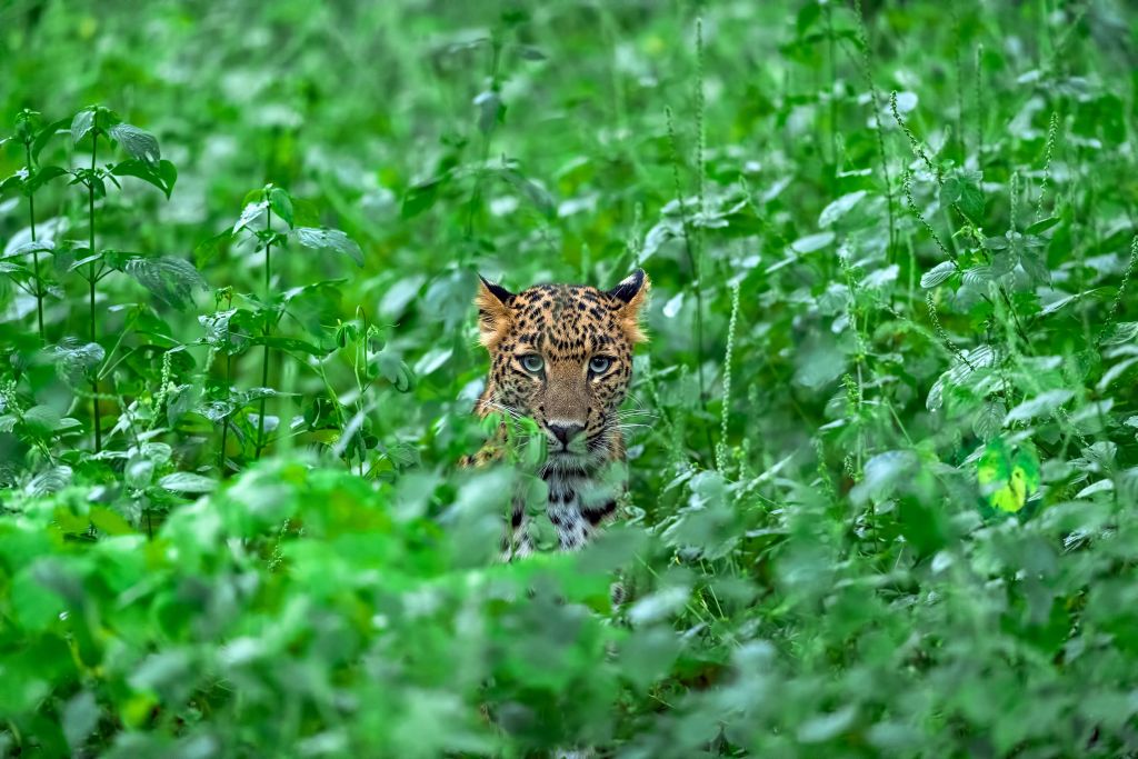 Leopardo en el bosque