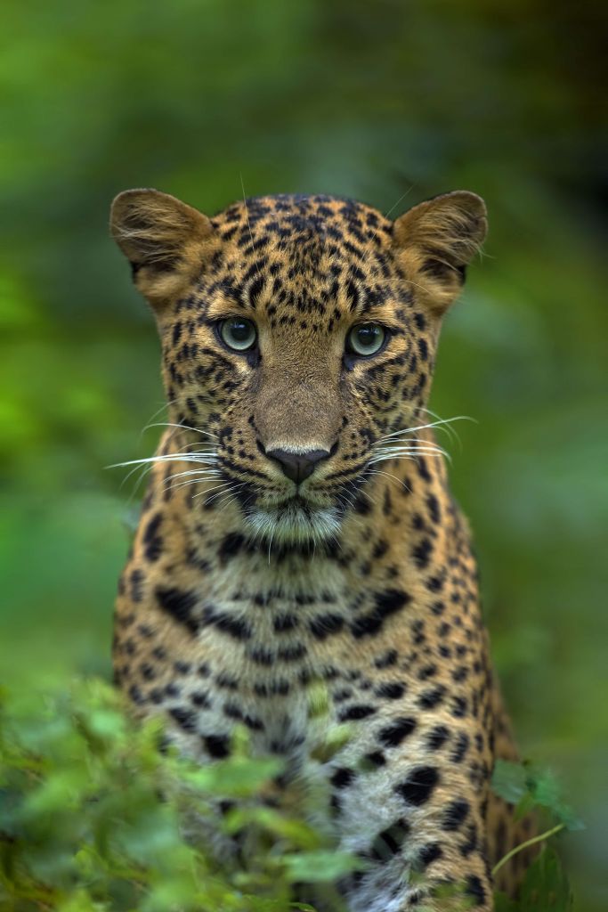 Leopardo concentrado
