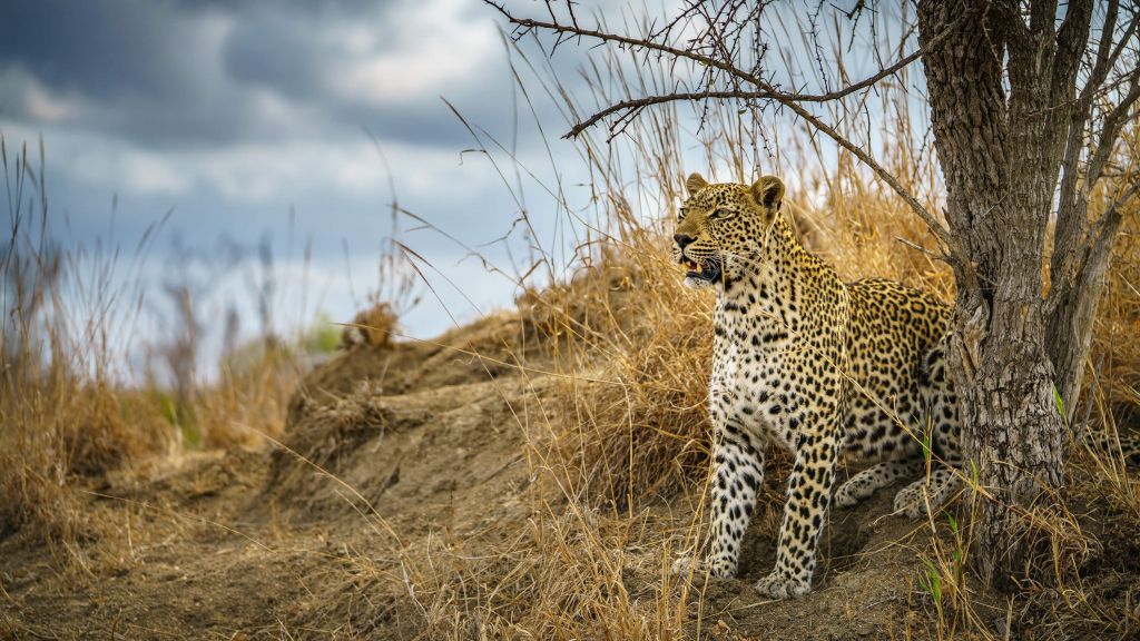 Leopardo al acecho