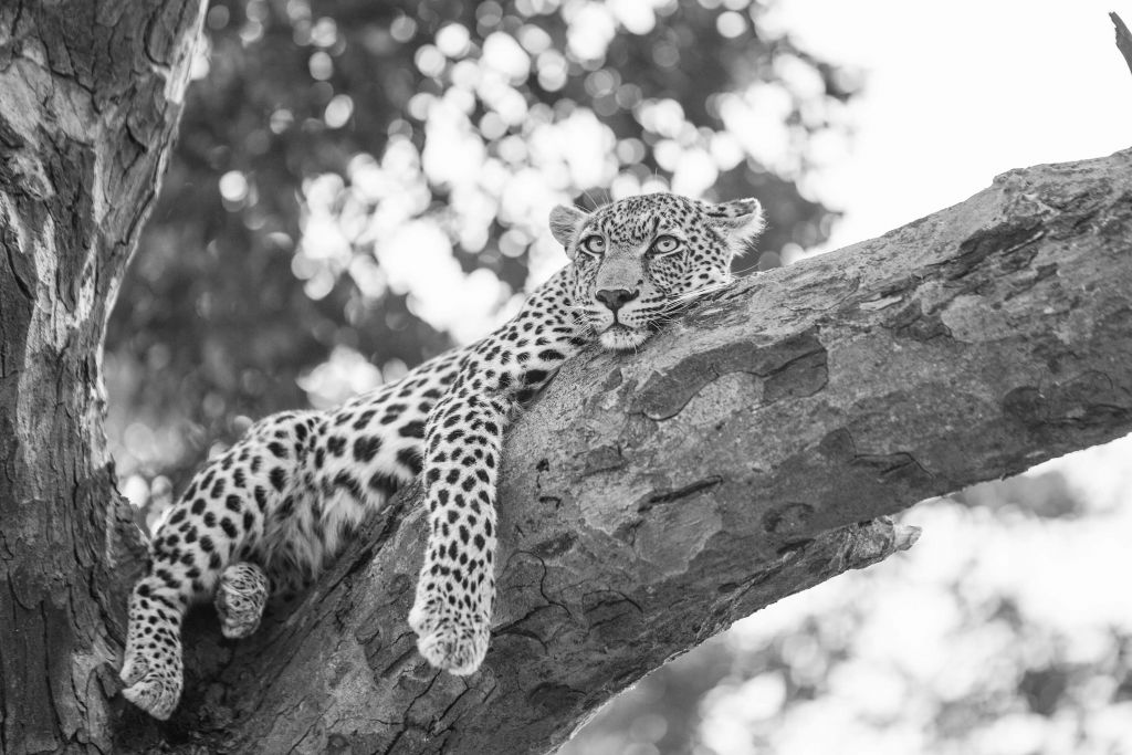 Leopardo en reposo