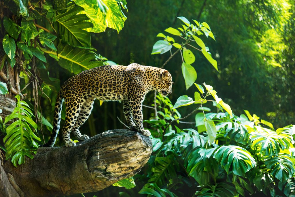 Leopardo en una pared de roca