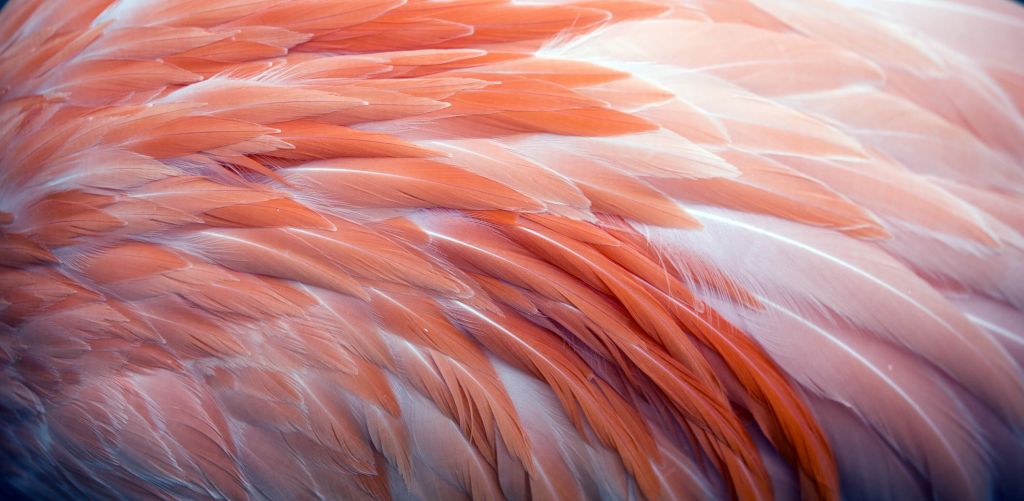 Primer plano de las plumas del flamenco