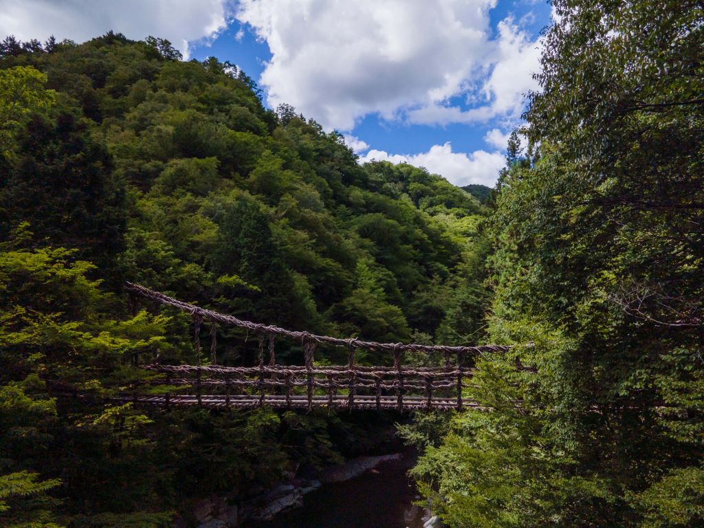Puente de la selva