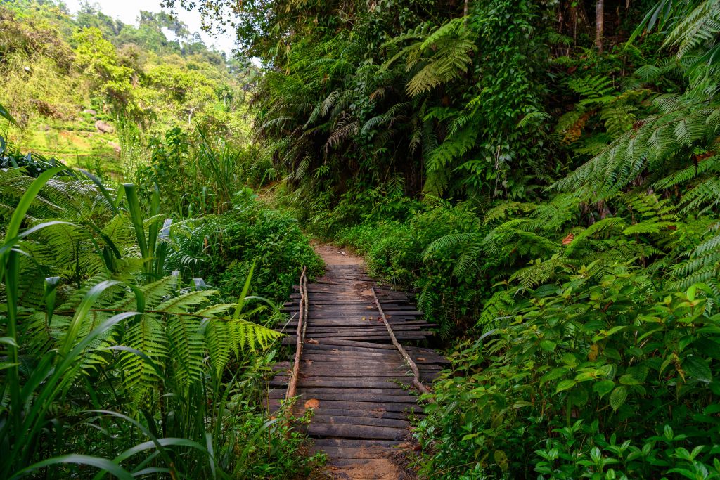Puente de madera de la selva