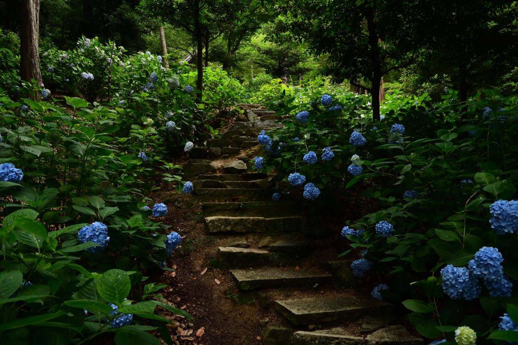 Camino de la selva