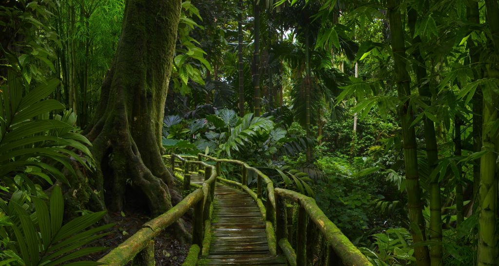 Puente estrecho en la selva
