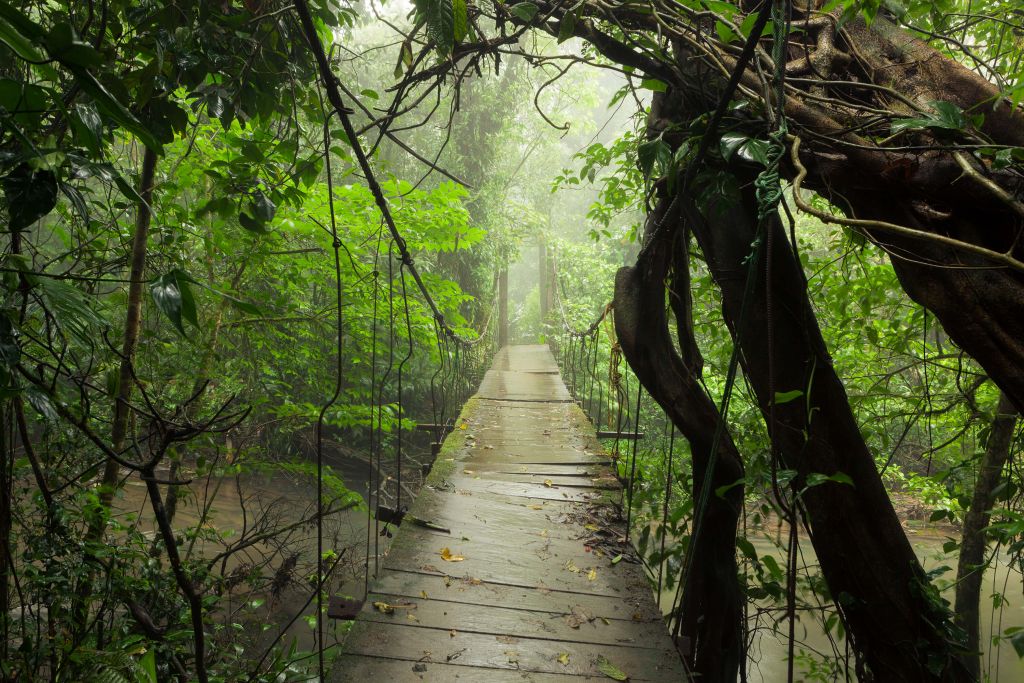 Puente con tablones de madera