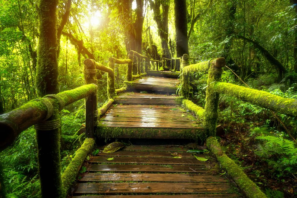 Grandes escaleras de la selva