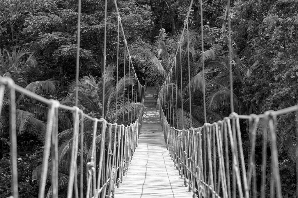 Puente de madera entre las palmeras