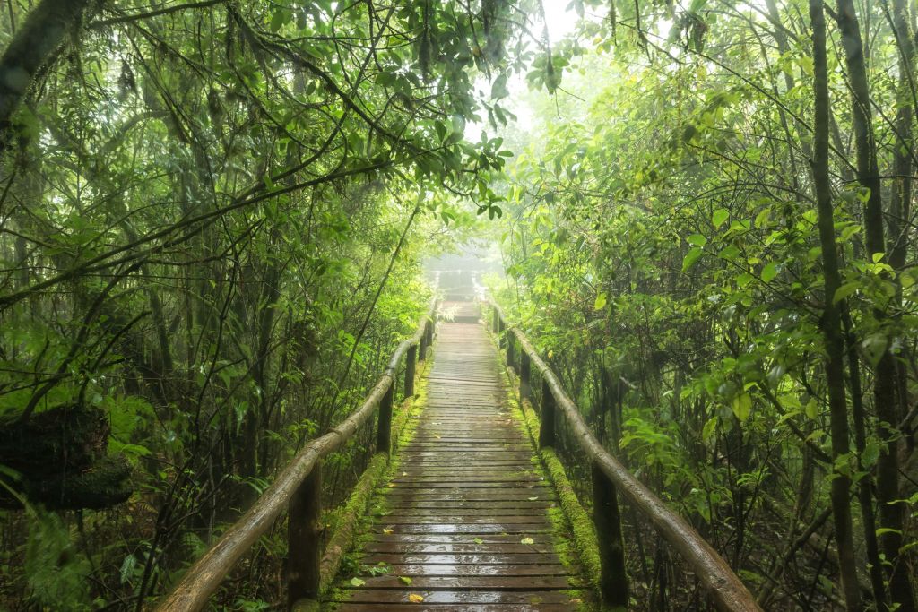 Selva verde y brumosa