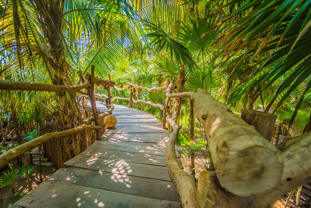 Puente en la selva tropical