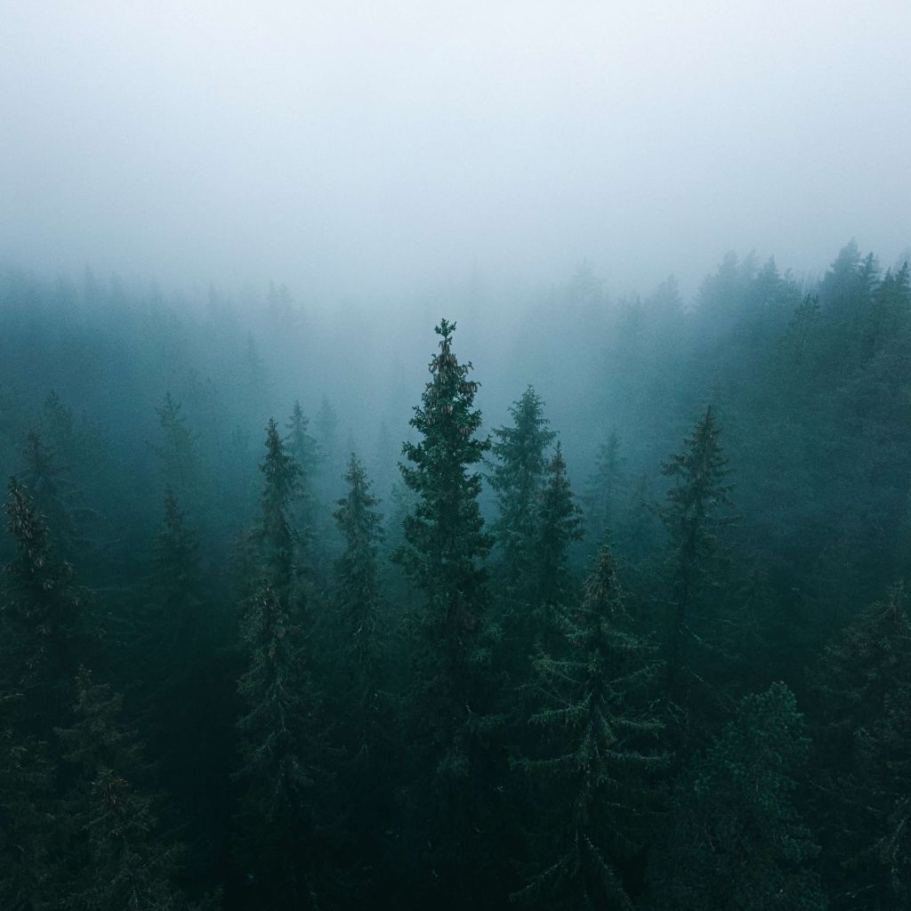 Altos árboles en la niebla