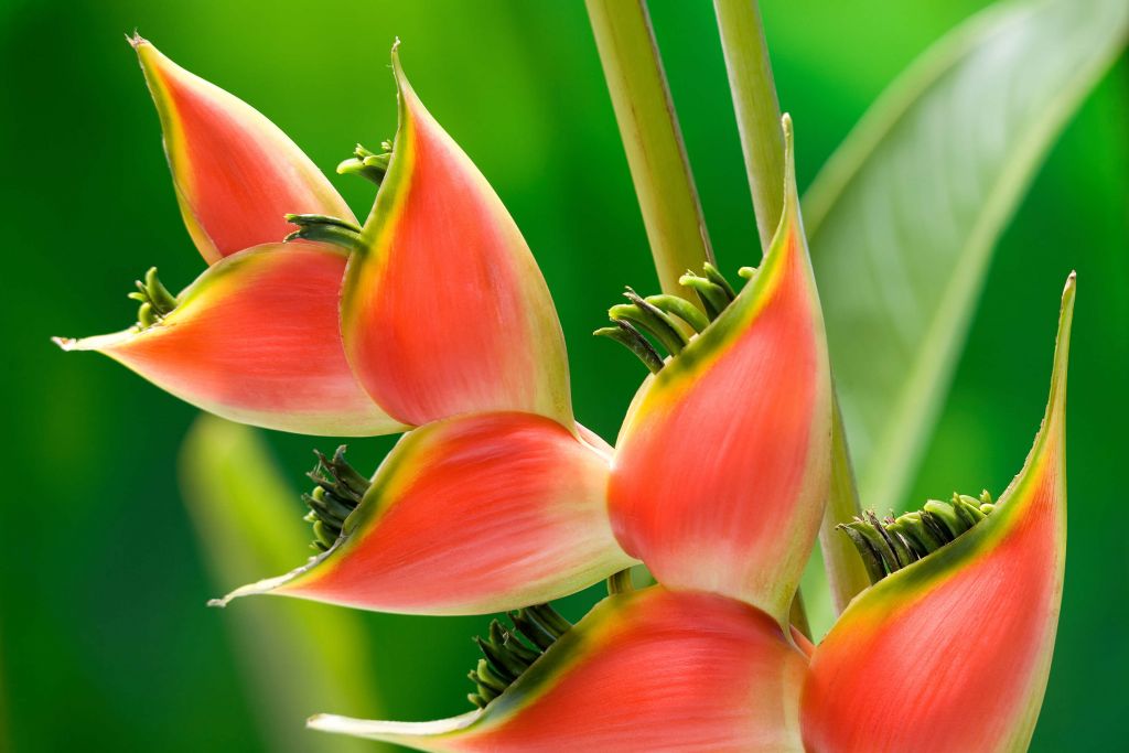Flor de heliconia roja