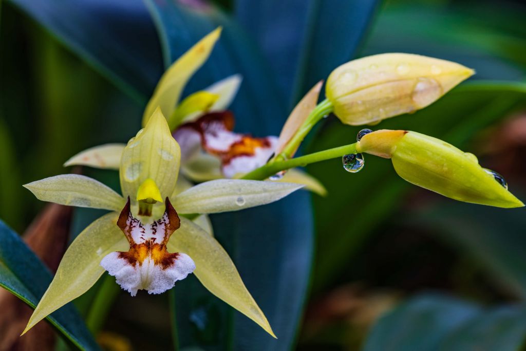 Orquídea amarilla salvaje