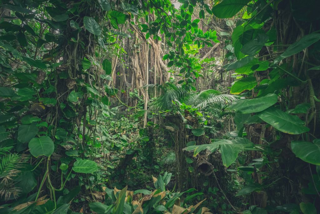 Ramas en la selva tropical