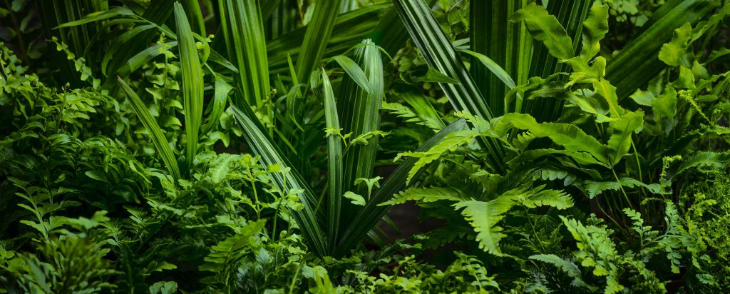 Panorama con plantas