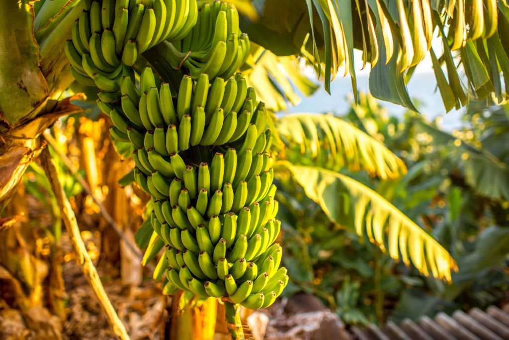 Plátano