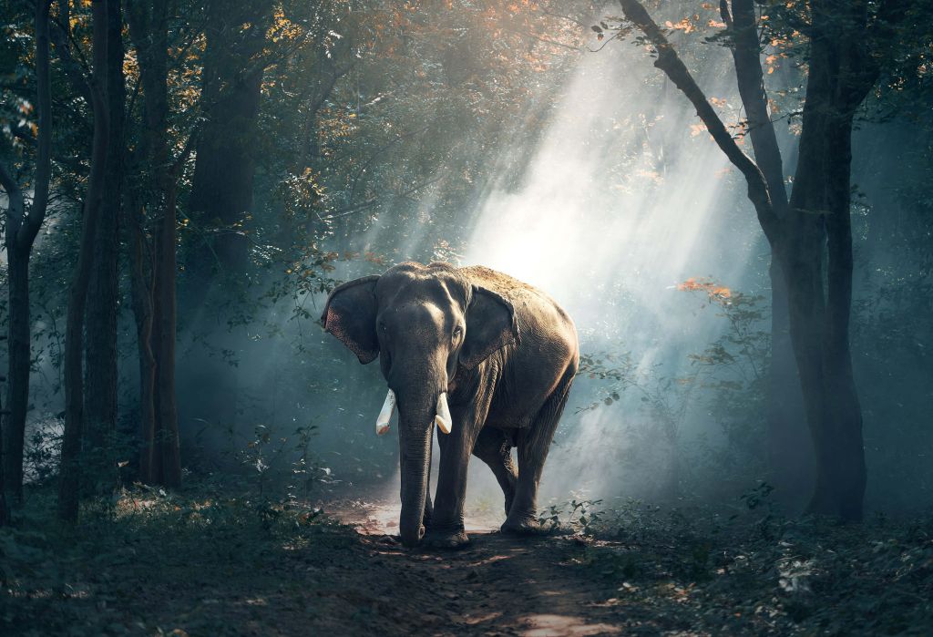 Elefante en la selva