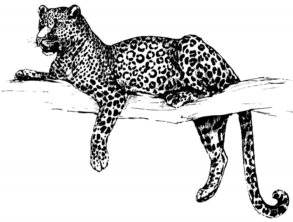 Leopardo dibujado