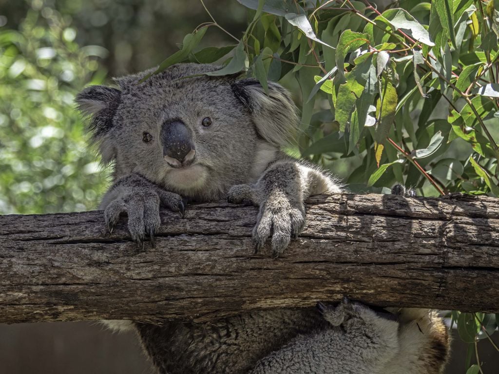 Lindo koala
