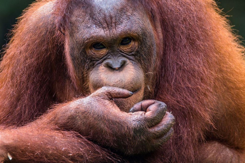 Orangután de Borang