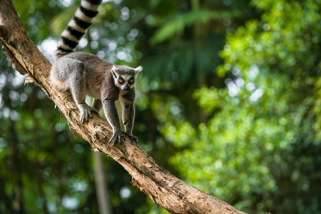 Mono de cola anillada en un árbol