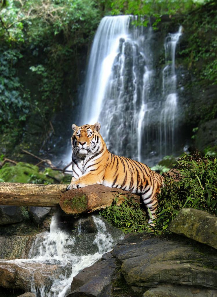 Tigre en la selva