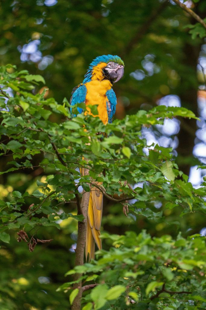 Guacamayo con alas azules