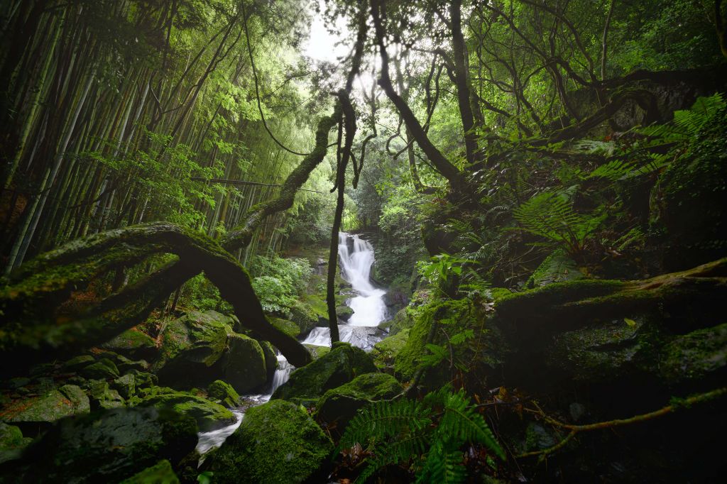 Cascada rodeada de árboles