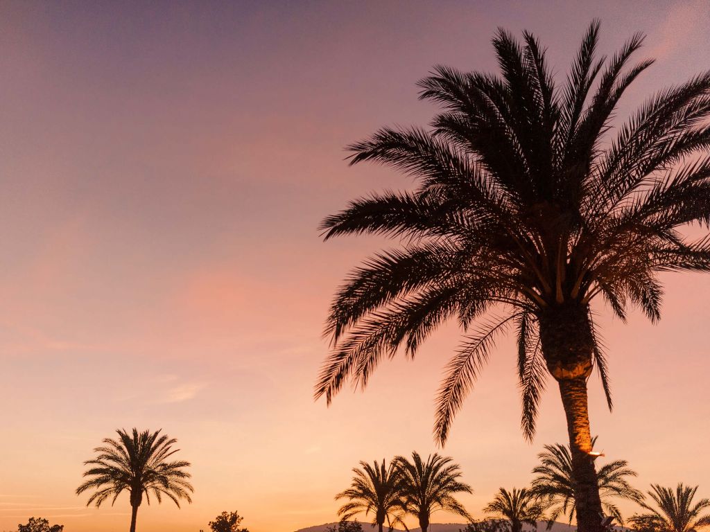 Palmeras en el cielo rosa