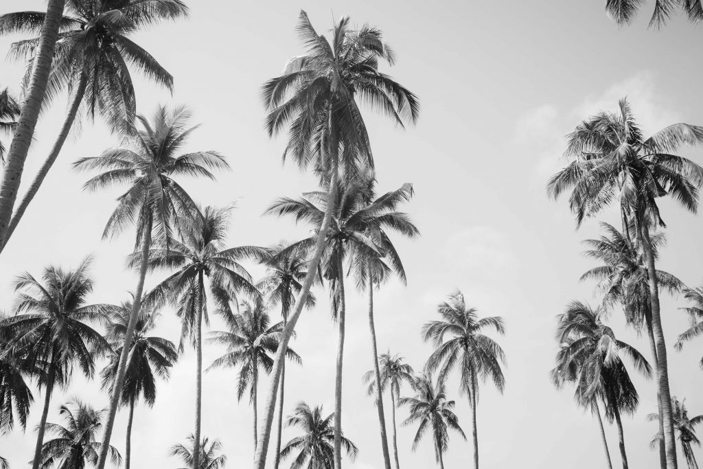 Palmeras en blanco y negro