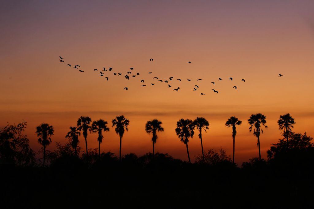 Palmeras con grupo de pájaros