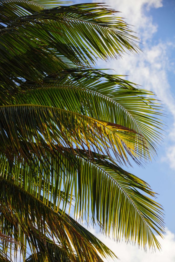 Primer plano de hojas de palmera
