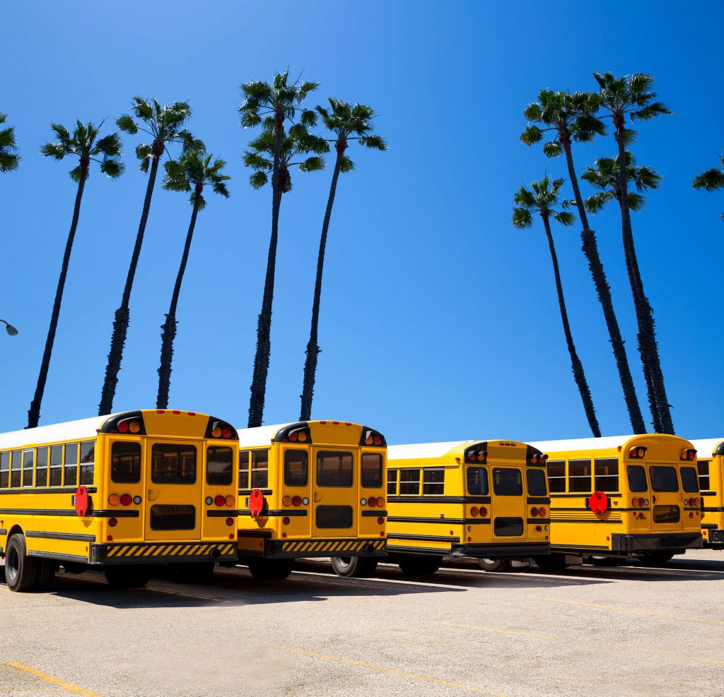 Autobuses escolares en las palmeras