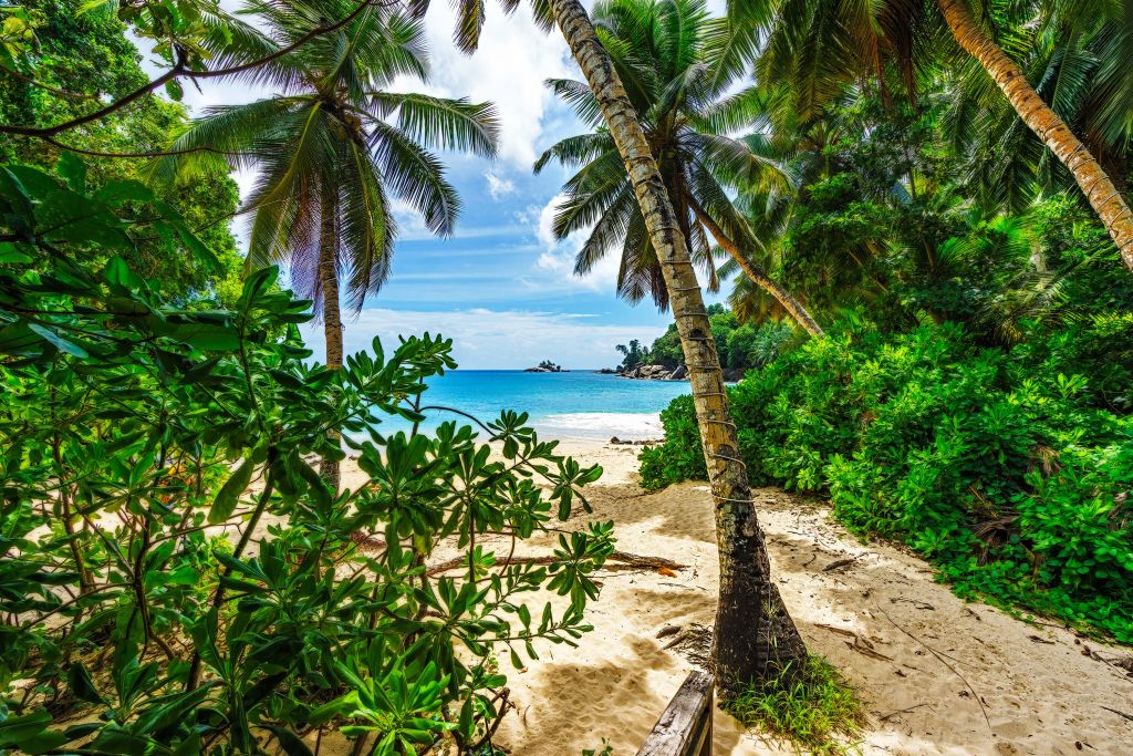 Playa entre las palmeras