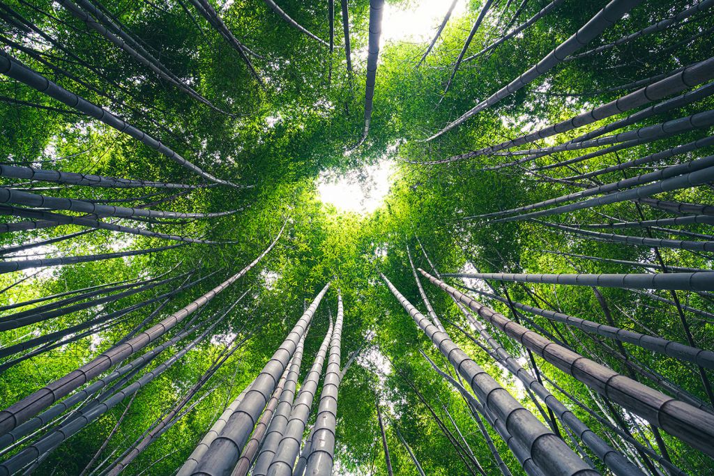 Bosque con bambú